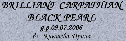 Brilliant Carpathian Black Pearl  д.р.09.07.2006